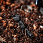 Stigmatoma reclinatum reina con cría — colonia fundadora de ponerina malgache de Madagascar, hormigas vivas en venta