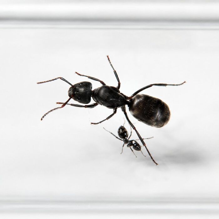 Tapinoma nigerrimum worker — glossy black Mediterranean supercolony ant from the Mediterranean, live colony at ANTonTOP