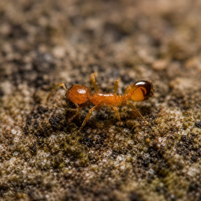 Temnothorax unifasciatus robotnica — poniżej 3 mm, jasnożółta lub brązowa mrówka żołądziowa ze strefy holarktycznej, żywa kolonia w ANTonTOP