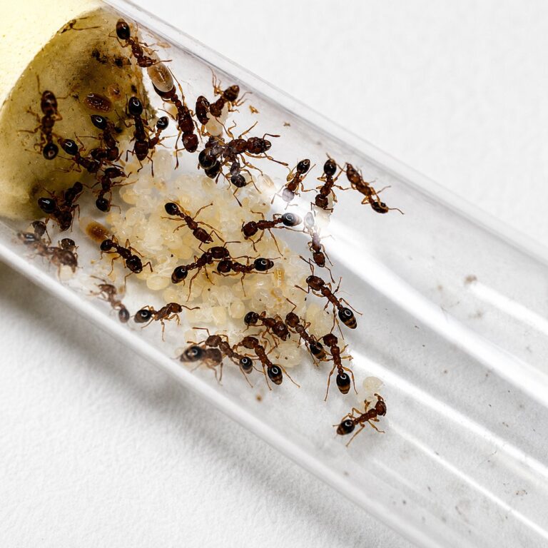 Tetramorium bicarinatum robotnica — małe ciemne wyrzeźbione ciało mrówka chodnikowa występująca na całym świecie, żywa kolonia w ANTonTOP
