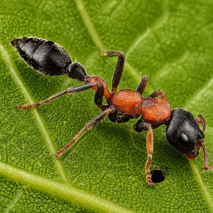 Tetraponera rufonigra robotnica — pomarańczowoczerwony tułów i czarny gaster indyjska arborealna mrówka gałązkowa z Azji Południowej i PołudniowoWschodniej, żywa kolonia w ANTonTOP