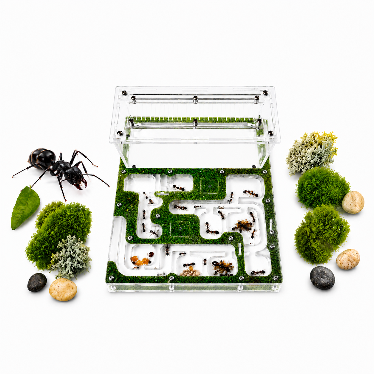 Home  Buy Ants, Formicaria & Ant Accessories | AntOnTop