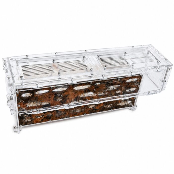 Formicarium Giant XL — formikarium dla mrówek z gniazdem i areną w ANTonTOP