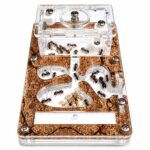 Formicarium Start assembled clear acrylic nest with escape-proof lid