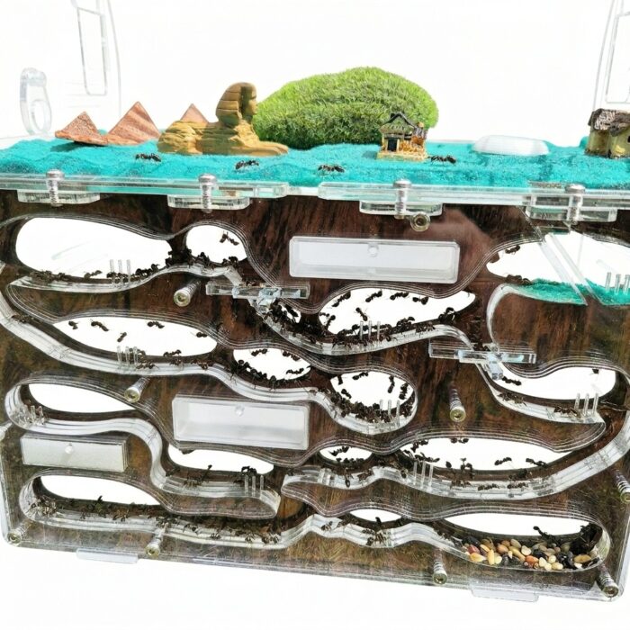 Formicarium Giant L — closeup of the nest chambers — ANTonTOP