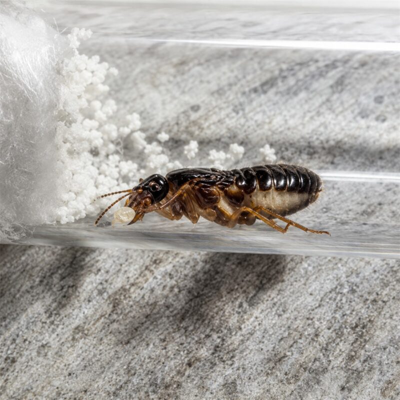 Macrotermes gilvus — żywa kolonia termitów na sprzedaż w ANTonTOP