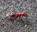 Camponotus detritus duża robotnica — pomarańczowo-czarna z jasnym owłosieniem namibska wydmowa gmachówka z pustyni Namib, żywa kolonia w ANTonTOP