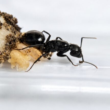 Camponotus laevigatus duża robotnica — polerowana błyszcząca czarna gładka czarna amerykańska mrówka stolarka z zachodniej Ameryki Północnej, żywa kolonia w ANTonTOP