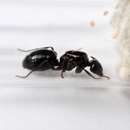 Camponotus largiceps major worker — robust thorax and large heads carpenter ant found around the world, live colony at ANTonTOP
