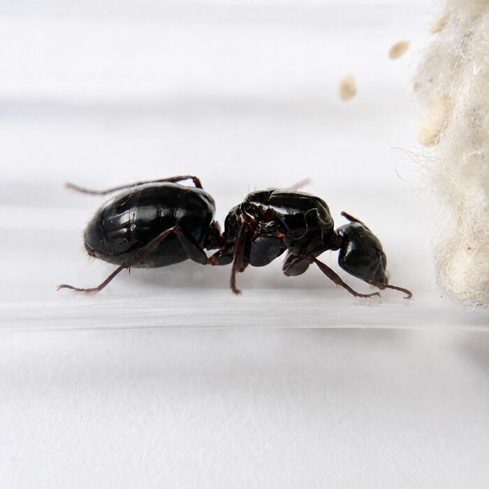 Camponotus largiceps duża robotnica — krępy tułów i duże głowy mrówka stolarka występująca na całym świecie, żywa kolonia w ANTonTOP