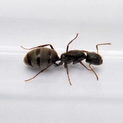 Camponotus lasiselene duża robotnica — krępy tułów i duże głowy mrówka stolarka występująca na całym świecie, żywa kolonia w ANTonTOP