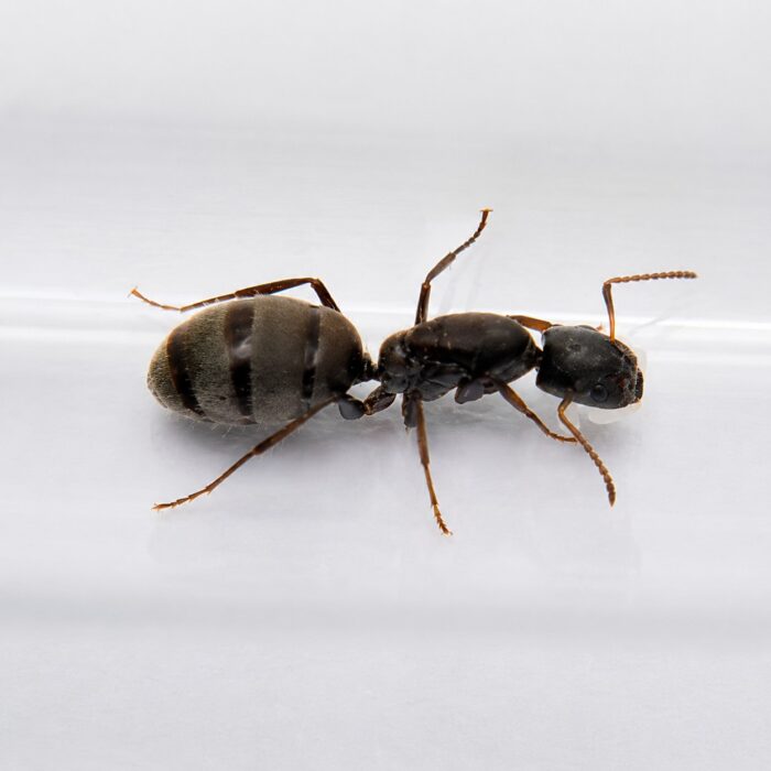 camponotuslasiseleneCamponotuslasiselene1 Camponotus lasiselene duża robotnica — krępy tułów i duże głowy mrówka stolarka występująca na całym świecie, żywa kolonia w ANTonTOP