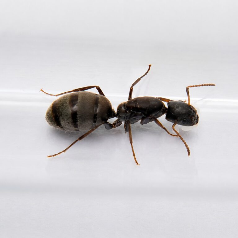 Camponotus lasiselene major worker — robust thorax and large heads carpenter ant found around the world, live colony at ANTonTOP