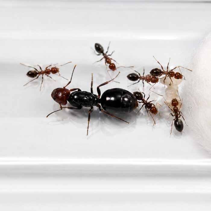 Camponotus lateralis major worker — red head and thorax with black gaster Mediterranean sidestriped carpenter ant from Mediterranean basin, live colony at ANTonTOP