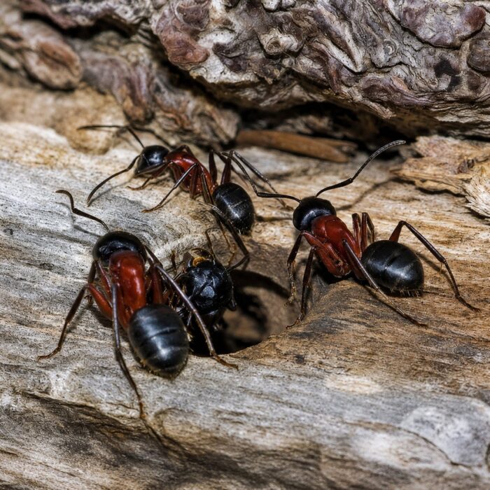 Camponotus ligniperda major worker — redandblack bicolour European carpenter ant from Europe, live colony at ANTonTOP