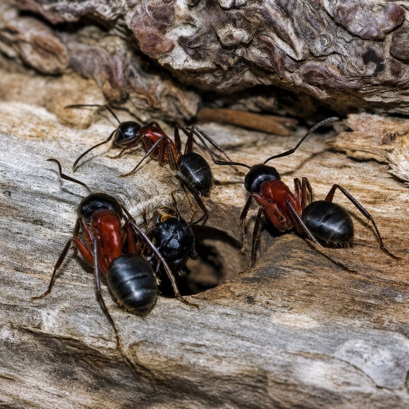 Camponotus ligniperda duża robotnica — czerwono-czarna dwubarwna europejska mrówka stolarka z Europy, żywa kolonia w ANTonTOP