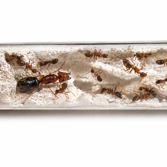 Camponotus maculatus subnudus major worker — robust thorax and large heads carpenter ant found around the world, live colony at ANTonTOP