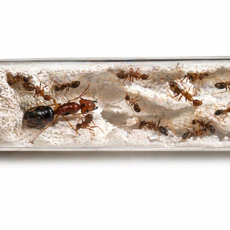 Camponotus maculatus subnudus major worker — robust thorax and large heads carpenter ant found around the world, live colony at ANTonTOP
