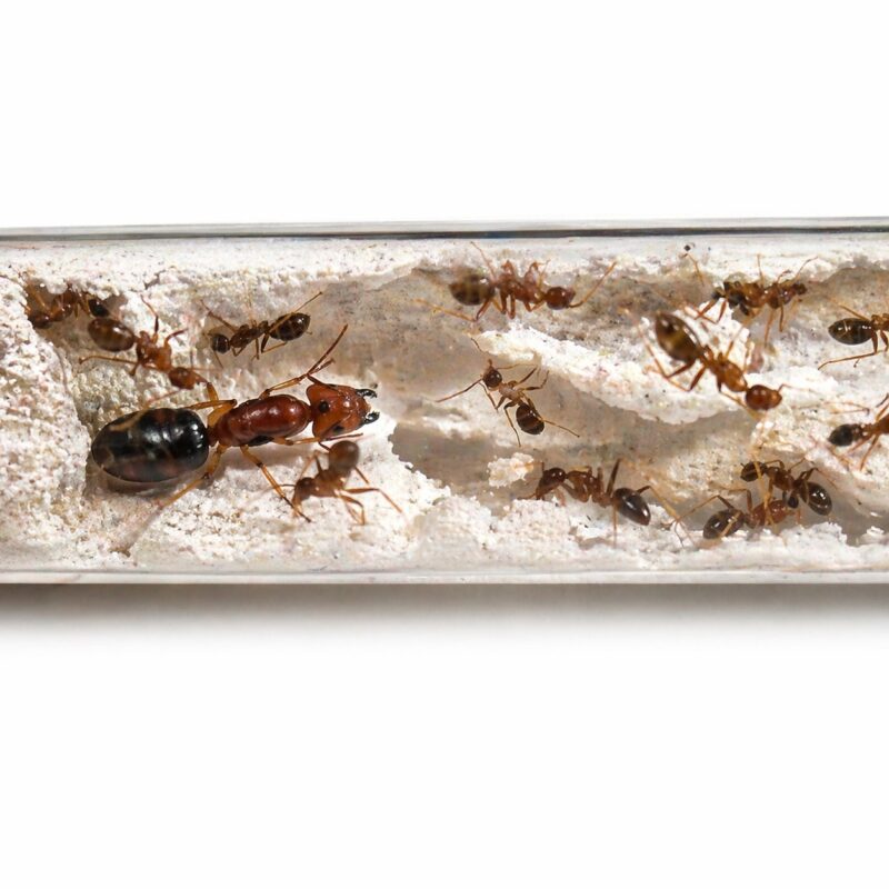 Camponotus maculatus subnudus duża robotnica — krępy tułów i duże głowy mrówka stolarka występująca na całym świecie, żywa kolonia w ANTonTOP