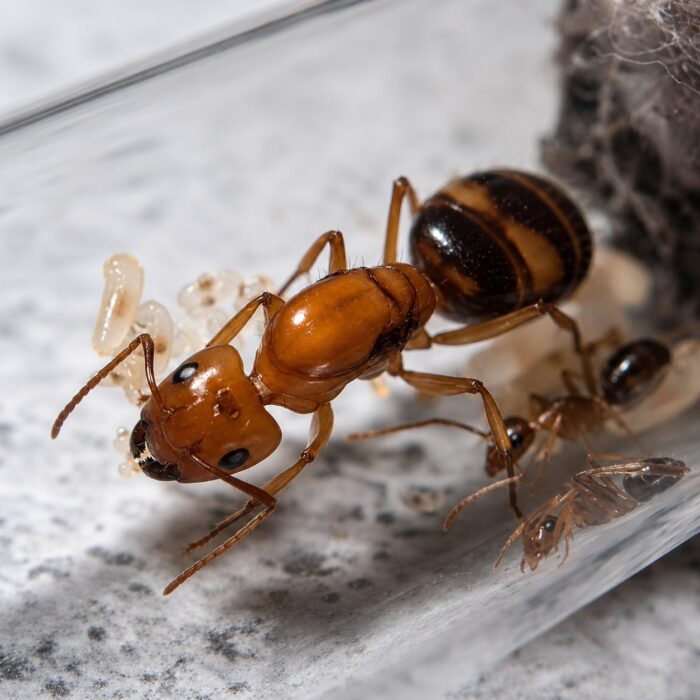 Camponotus maculatus subnudus Königin mit Brut — Gründungskolonie der Rossameise weltweit verbreitet, lebende Ameisen zum Verkauf