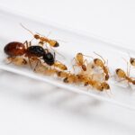 Camponotus maculatus major worker — yellow-and-black banded spotted sugar ant from Africa and Mediterranean, live colony at ANTonTOP