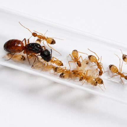 Camponotus maculatus duża robotnica — żółto-czarna pasiasta plamista mrówka cukrowa z Afryki i basenu Morza Śródziemnego, żywa kolonia w ANTonTOP
