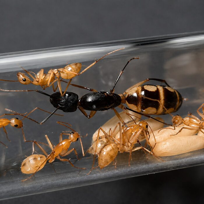 Camponotus maculatus reina con cría — colonia fundadora de hormiga azucarera moteada de África y el Mediterráneo, hormigas vivas en venta