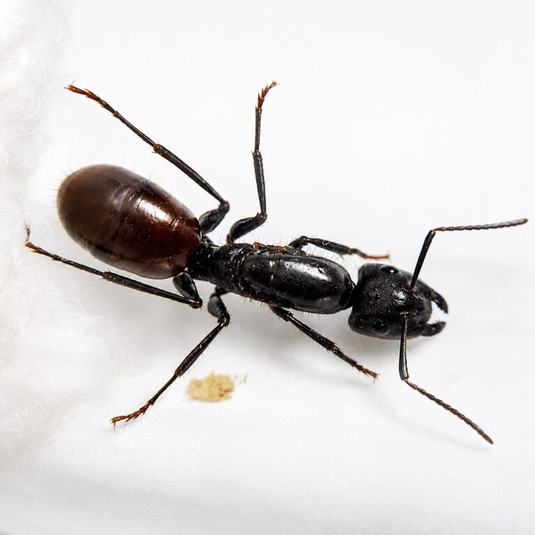 Camponotus misturus major worker — robust thorax and large heads carpenter ant found around the world, live colony at ANTonTOP