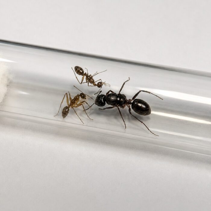 Camponotus mitis major worker — robust thorax and large heads carpenter ant found around the world, live colony at ANTonTOP