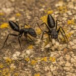 Camponotus morosus duża robotnica — krępy tułów i duże głowy mrówka stolarka występująca na całym świecie, żywa kolonia w ANTonTOP