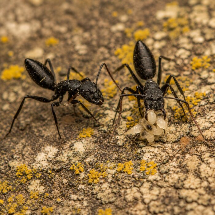 Camponotus morosus duża robotnica — krępy tułów i duże głowy mrówka stolarka występująca na całym świecie, żywa kolonia w ANTonTOP
