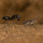 Camponotus morosus - obrazek 2