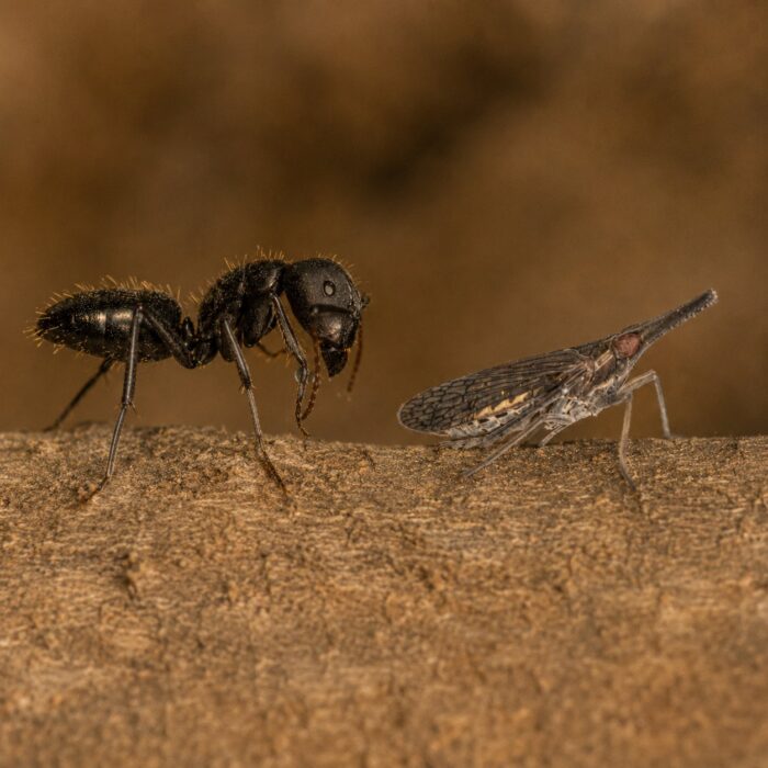 Camponotus morosus  obrazek 2