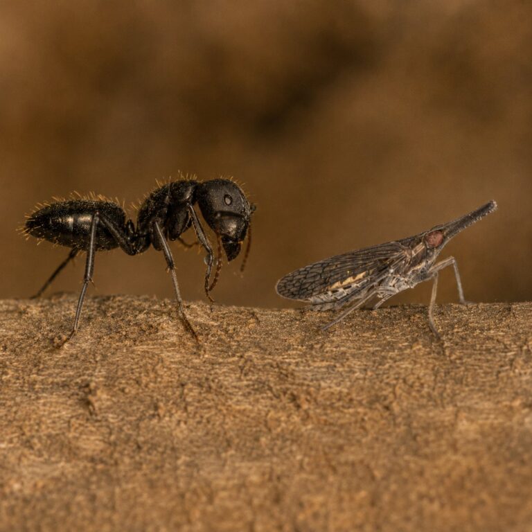 Camponotus morosus Königin mit Brut — Gründungskolonie der Rossameise weltweit verbreitet, lebende Ameisen zum Verkauf