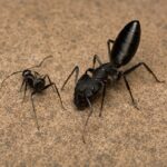 Camponotus morosus - obrazek 3