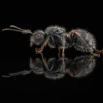 Camponotus mutilarius (xiangban) - obrazek 2