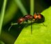 Camponotus nicobarensis major worker — orange and reddish-brown Nicobar polygyne carpenter ant from Southeast Asia, live colony at ANTonTOP