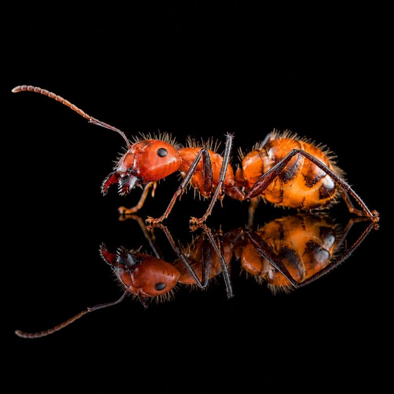 Camponotus nicobarensis reina con cría — colonia fundadora de hormiga carpintera poligínica Nicobar del Sudeste Asiático, hormigas vivas en venta