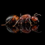 Camponotus nicobarensis - obrazek 4