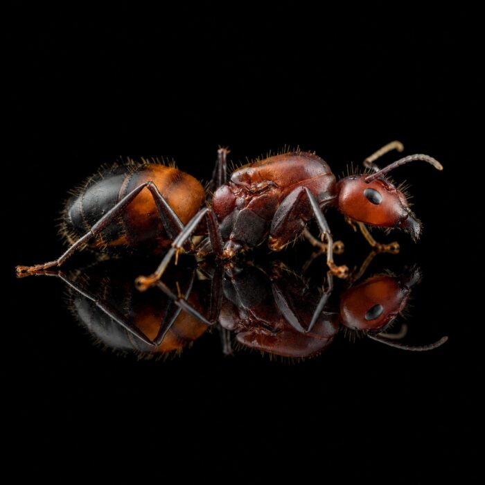 Camponotus nicobarensis  obrazek 4
