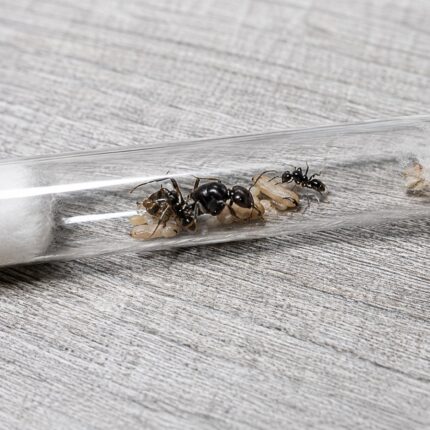 Camponotus parius duża robotnica — krępy tułów i duże głowy mrówka stolarka występująca na całym świecie, żywa kolonia w ANTonTOP