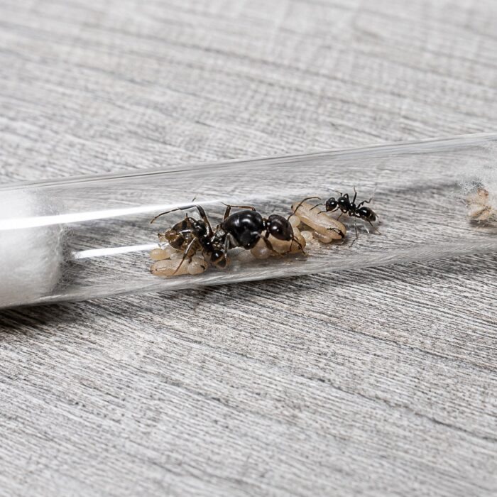 Camponotus parius duża robotnica — krępy tułów i duże głowy mrówka stolarka występująca na całym świecie, żywa kolonia w ANTonTOP