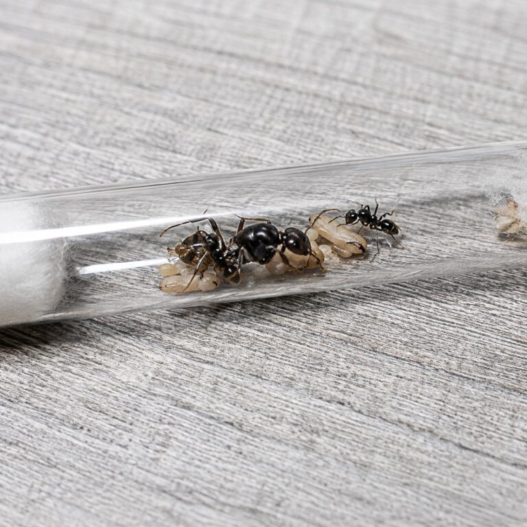 Camponotus parius duża robotnica — krępy tułów i duże głowy mrówka stolarka występująca na całym świecie, żywa kolonia w ANTonTOP