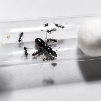 Camponotus piceus major worker — matt jet-black tiny black European carpenter ant from Europe, live colony at ANTonTOP