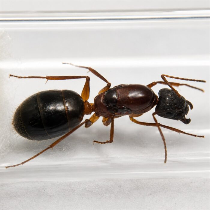 Camponotus pilicornis major worker — robust thorax and large heads carpenter ant found around the world, live colony at ANTonTOP