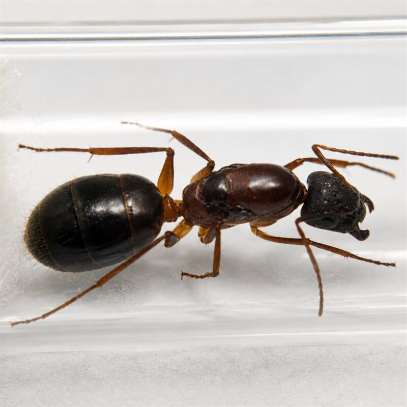 Camponotus pilicornis duża robotnica — krępy tułów i duże głowy mrówka stolarka występująca na całym świecie, żywa kolonia w ANTonTOP