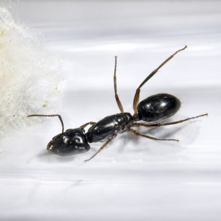 Camponotus pressipes duża robotnica — krępy tułów i duże głowy mrówka stolarka występująca na całym świecie, żywa kolonia w ANTonTOP
