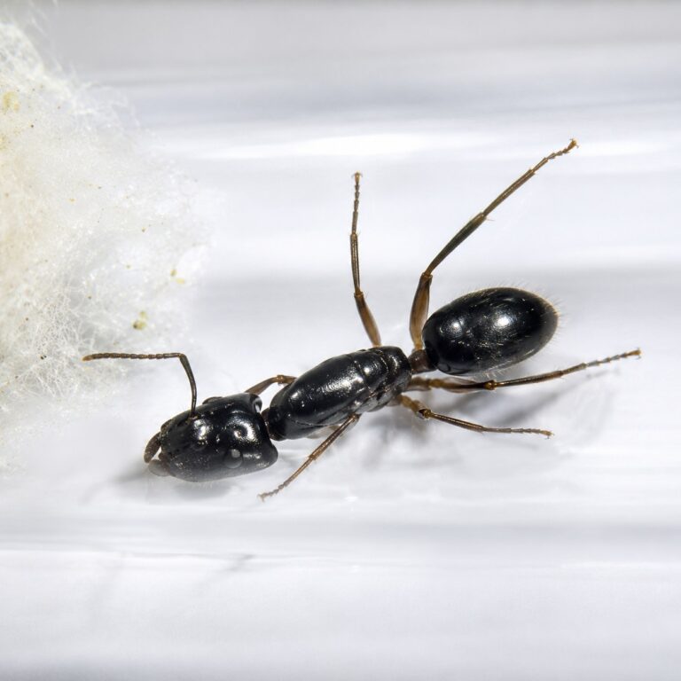 Camponotus pressipes duża robotnica — krępy tułów i duże głowy mrówka stolarka występująca na całym świecie, żywa kolonia w ANTonTOP