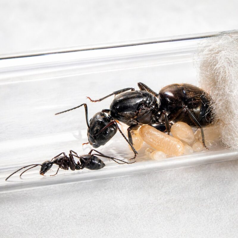 Camponotus pseudolendus duża robotnica — krępy tułów i duże głowy mrówka stolarka występująca na całym świecie, żywa kolonia w ANTonTOP