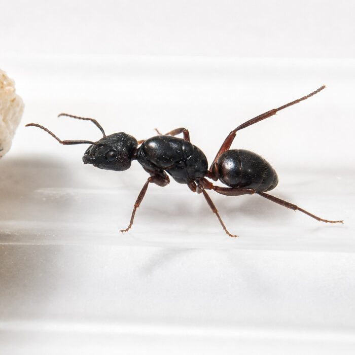 Camponotus rufifemur major worker — robust thorax and large heads carpenter ant found around the world, live colony at ANTonTOP